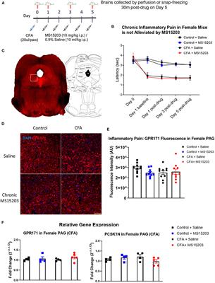 GPR171 Agonist Reduces Chronic Neuropathic and Inflammatory Pain in Male, But Not Female Mice